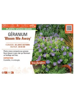 GERANIUM BLOOM ME AWAY