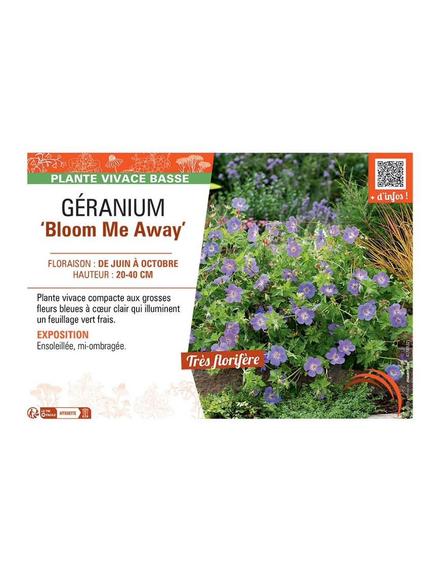 GERANIUM BLOOM ME AWAY