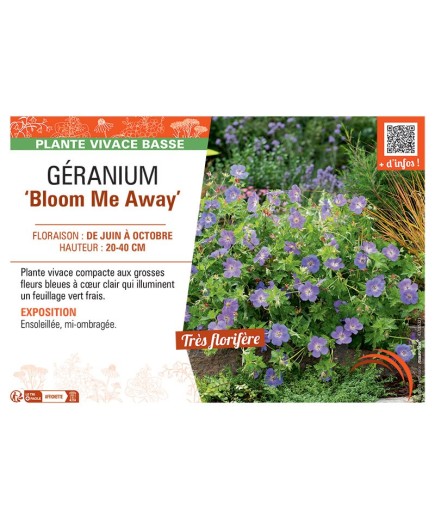GERANIUM BLOOM ME AWAY