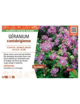 GERANIUM CANTABRIGIENSE