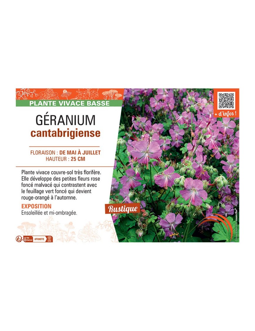 GERANIUM CANTABRIGIENSE