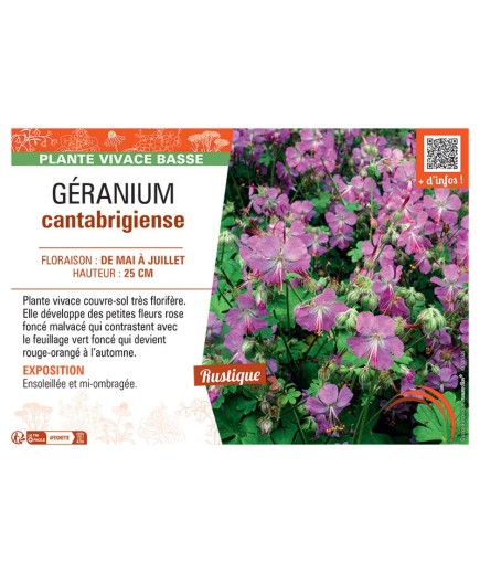 GERANIUM CANTABRIGIENSE