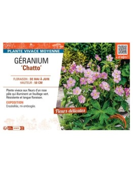 GERANIUM CHATTO