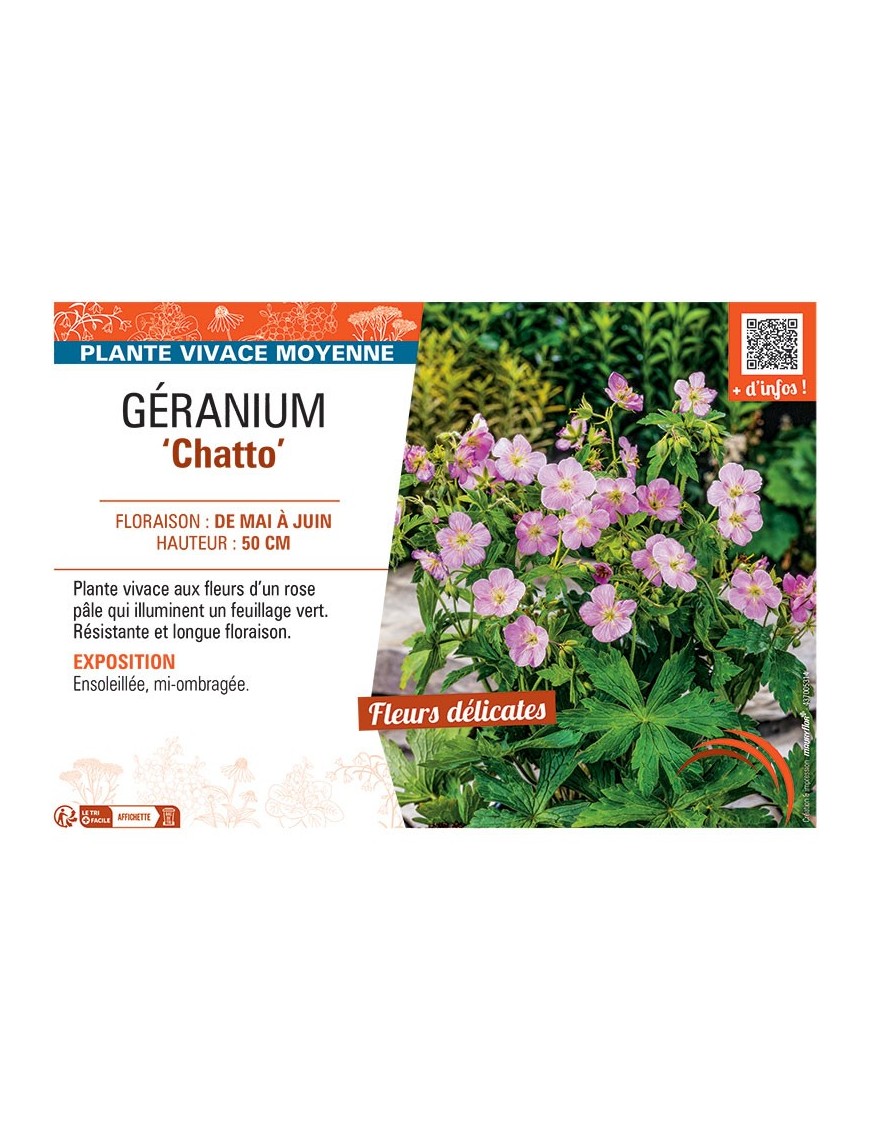 GERANIUM CHATTO