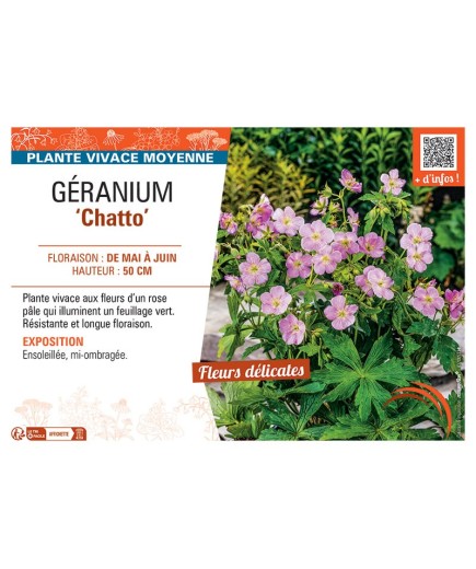 GERANIUM CHATTO