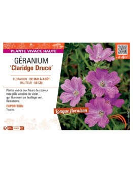 GERANIUM CLARIDGE DRUCE