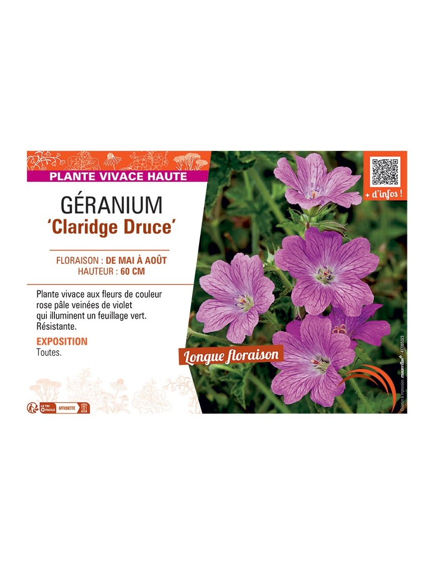 GERANIUM CLARIDGE DRUCE