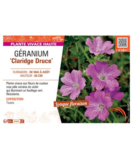 GERANIUM CLARIDGE DRUCE