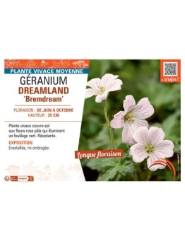 GERANIUM DREAMLAND Bemdream