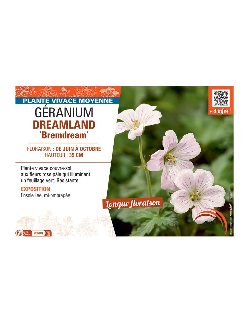 GERANIUM DREAMLAND Bemdream