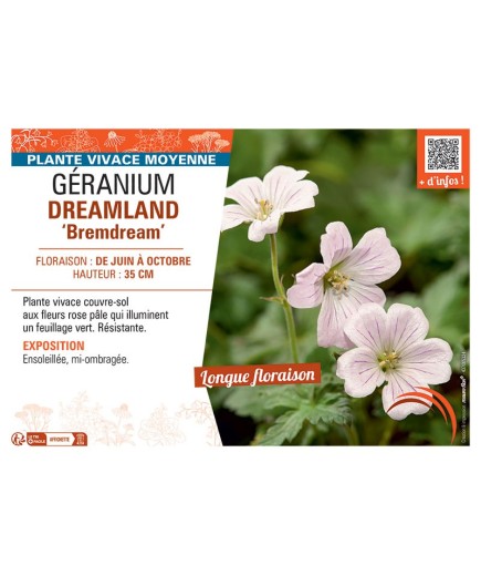 GERANIUM DREAMLAND Bemdream
