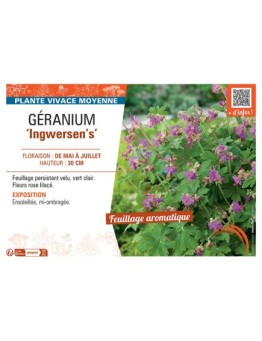 GERANIUM INGWERSEN'S