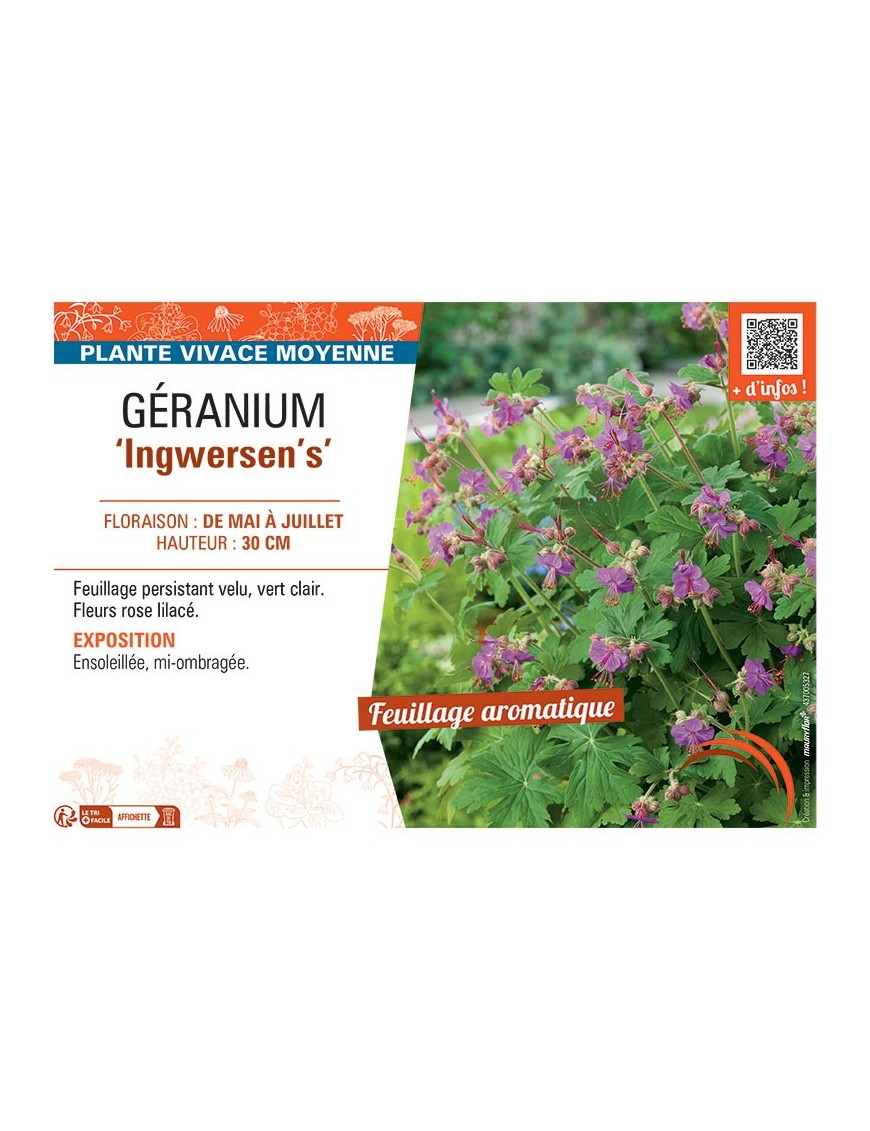 GERANIUM INGWERSEN'S