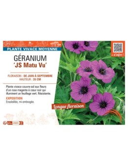 GERANIUM JS MATU VU