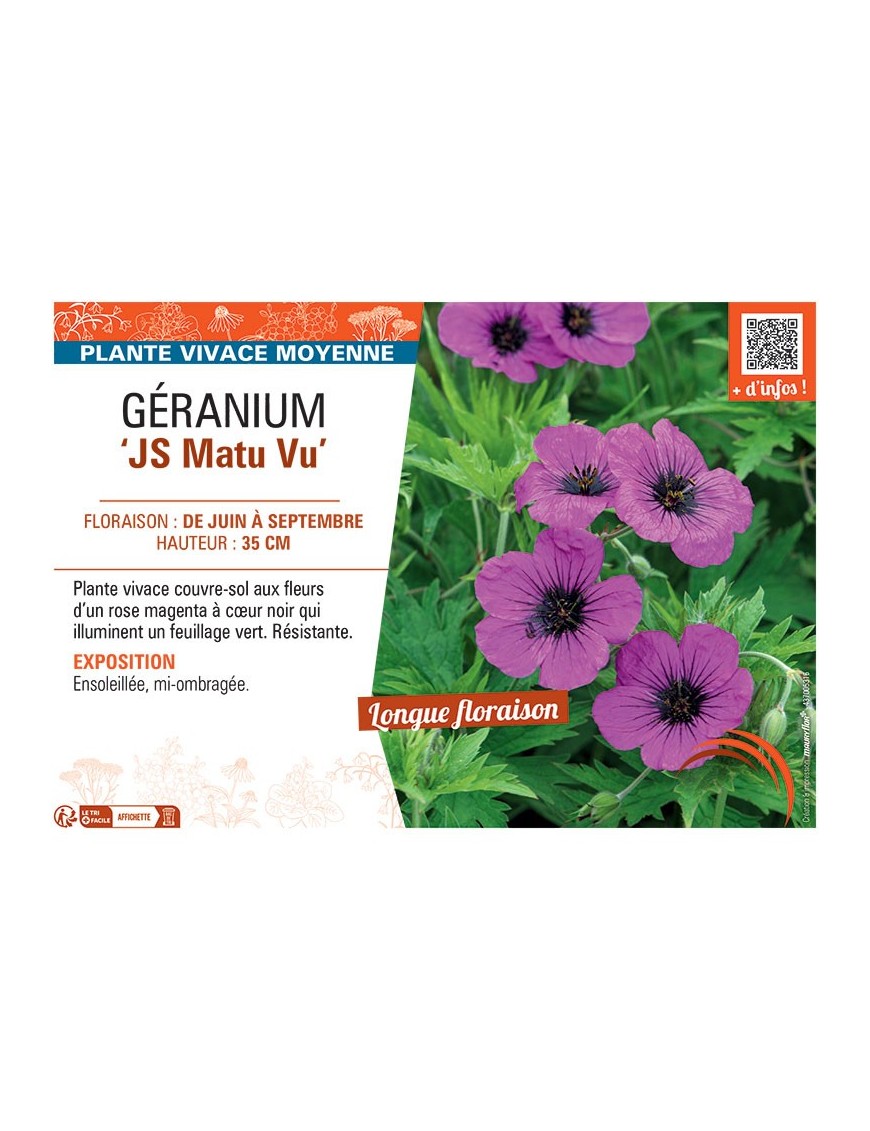 GERANIUM JS MATU VU