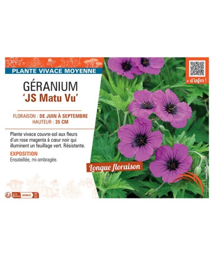 GERANIUM JS MATU VU