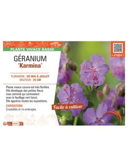 GERANIUM KARMINA