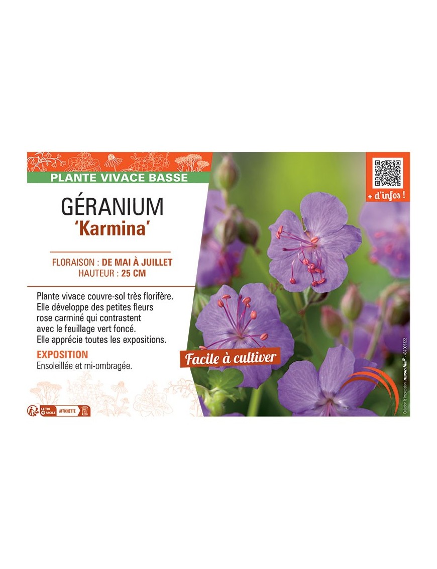GERANIUM KARMINA