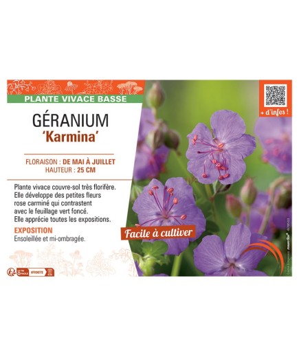 GERANIUM KARMINA