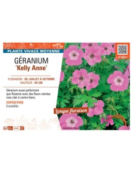 GERANIUM KELLY ANNE