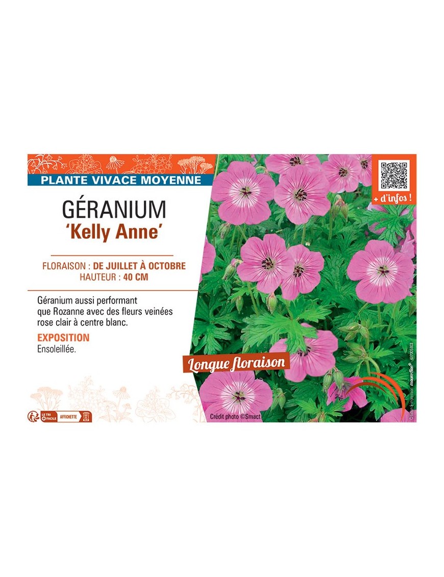 GERANIUM KELLY ANNE