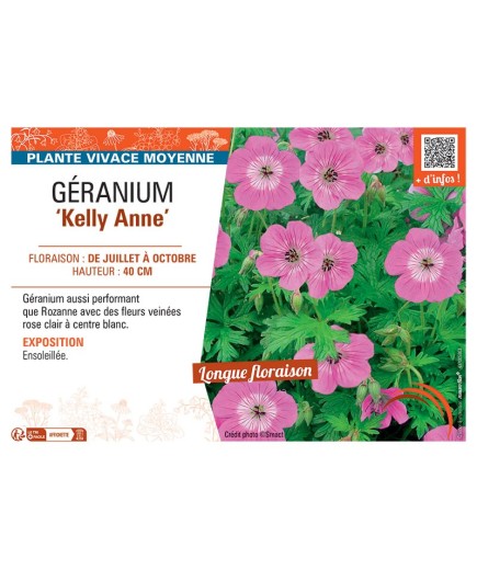 GERANIUM KELLY ANNE