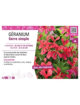 GERANIUM LIERRE SIMPLE (VIEUX ROUGE)