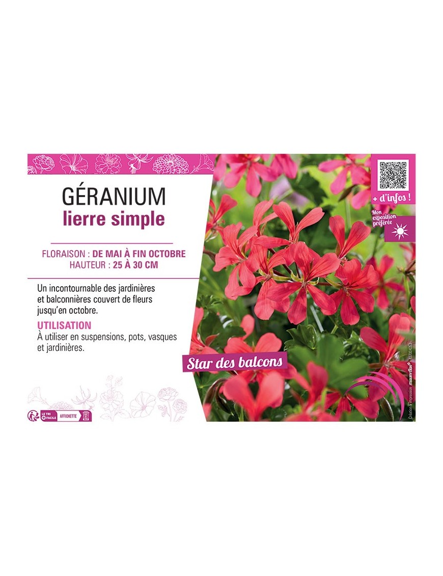 GERANIUM LIERRE SIMPLE (VIEUX ROUGE)