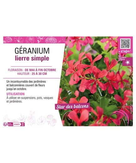 GERANIUM LIERRE SIMPLE (VIEUX ROUGE)