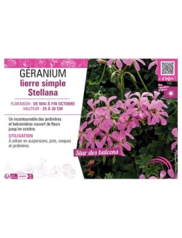 GERANIUM LIERRE SIMPLE STELLANA