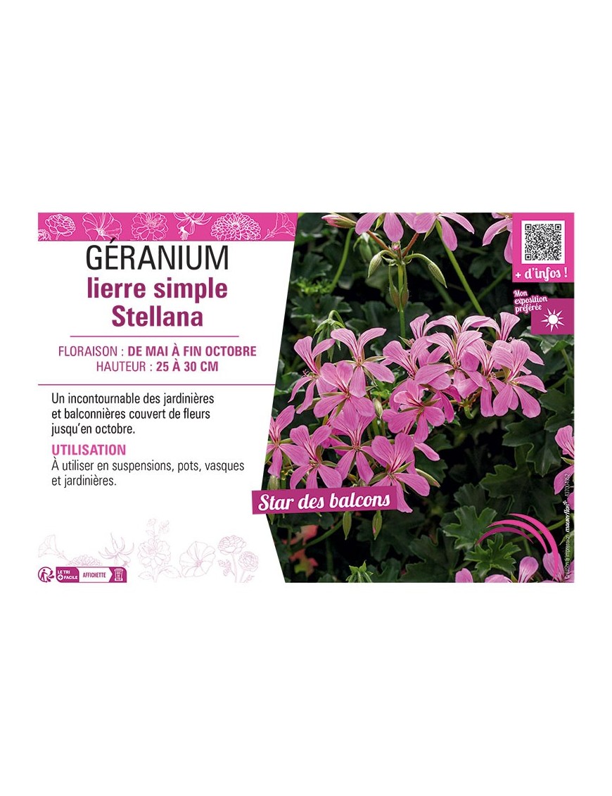 GERANIUM LIERRE SIMPLE STELLANA