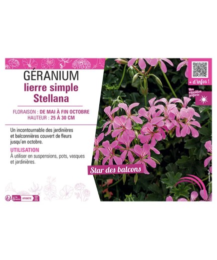 GERANIUM LIERRE SIMPLE STELLANA
