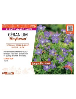 GERANIUM MAYFLOWER