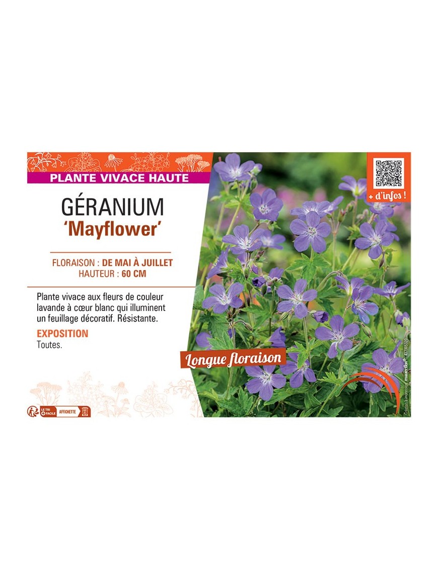 GERANIUM MAYFLOWER
