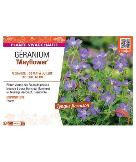 GERANIUM MAYFLOWER