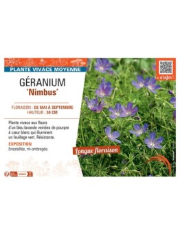 GERANIUM NIMBUS