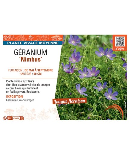 GERANIUM NIMBUS
