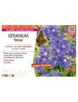 GERANIUM ORION