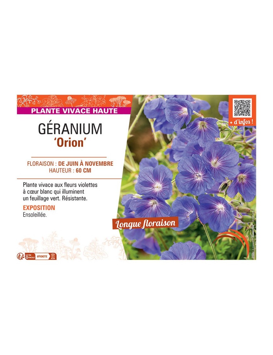 GERANIUM ORION