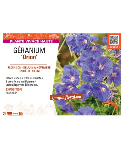 GERANIUM ORION
