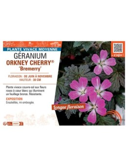 GERANIUM ORKNEY CHERRY® Bremerry