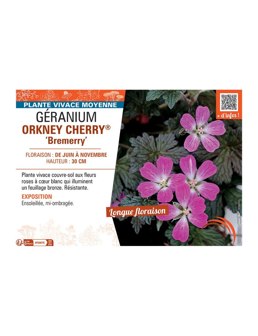 GERANIUM ORKNEY CHERRY® Bremerry