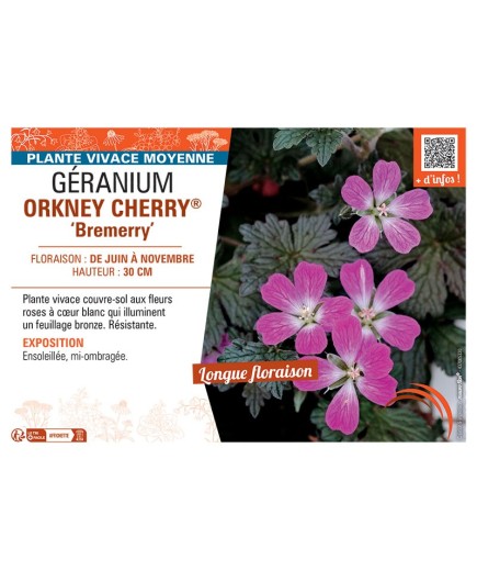 GERANIUM ORKNEY CHERRY® Bremerry
