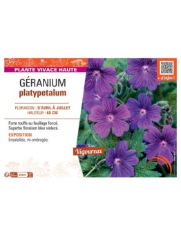 GERANIUM PLATYPETALUM
