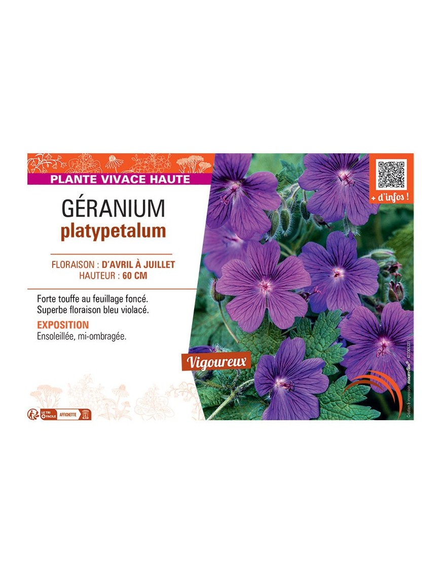 GERANIUM PLATYPETALUM