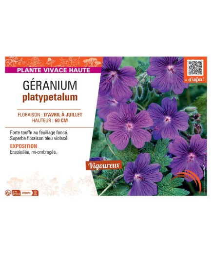 GERANIUM PLATYPETALUM