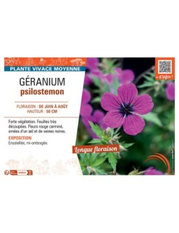 GERANIUM PSILOSTEMON