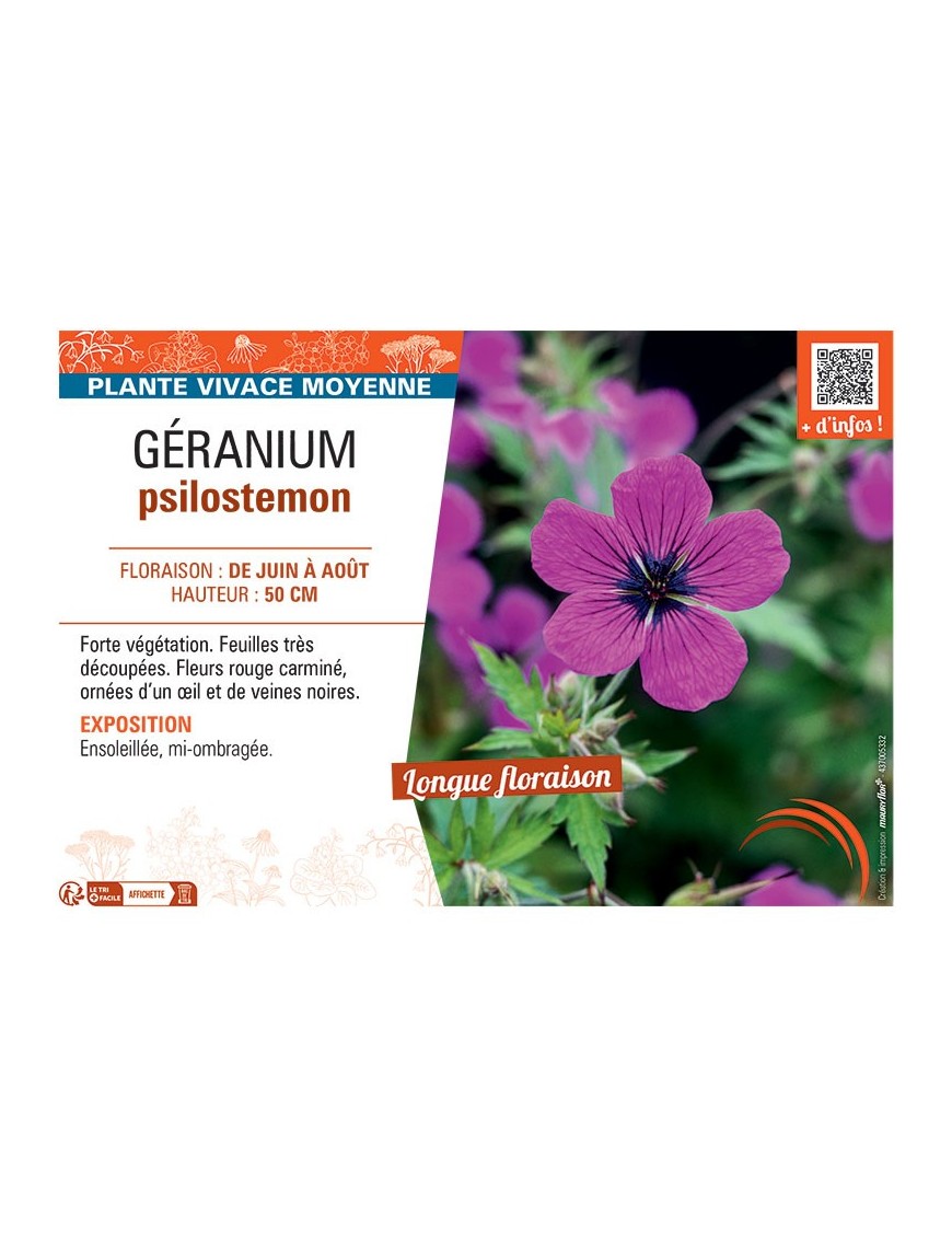 GERANIUM PSILOSTEMON