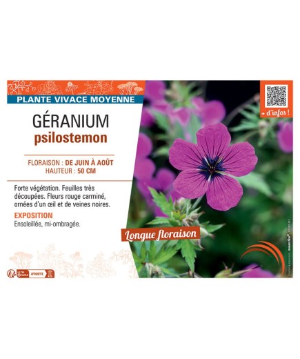 GERANIUM PSILOSTEMON