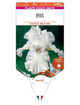 IRIS (germanica blanc)